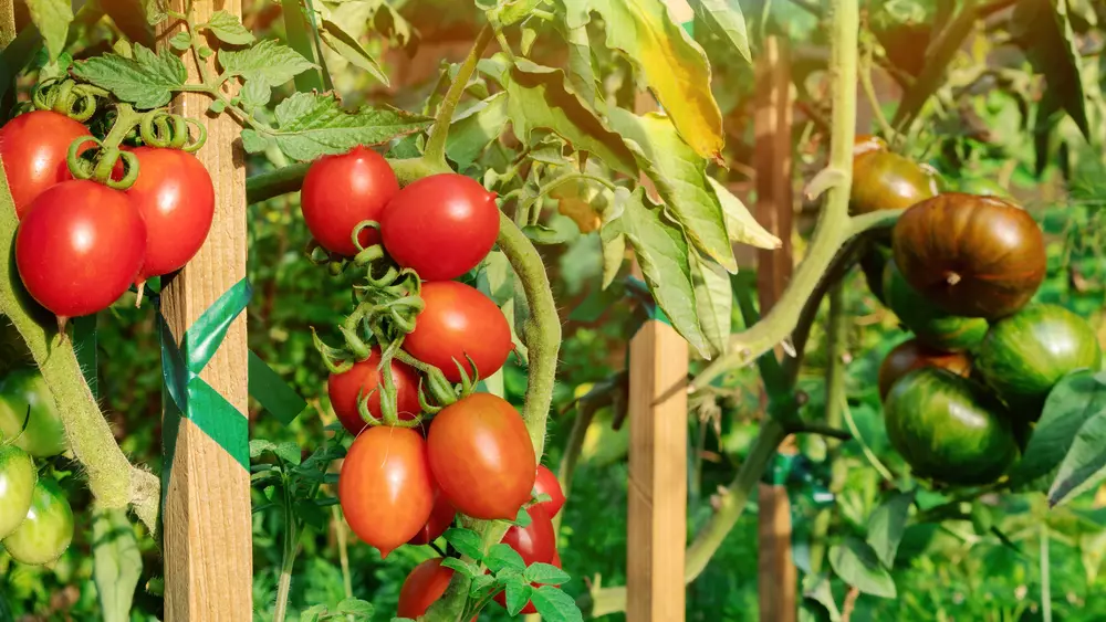 Tomaten anbauen im Hochbeet